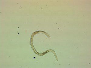 lungwormj-1
