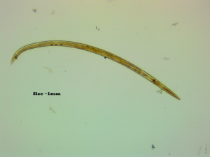 worm-0004-1mm